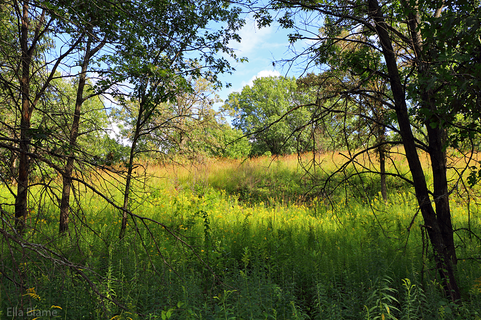 Wisconsin Nature Forest Landscape