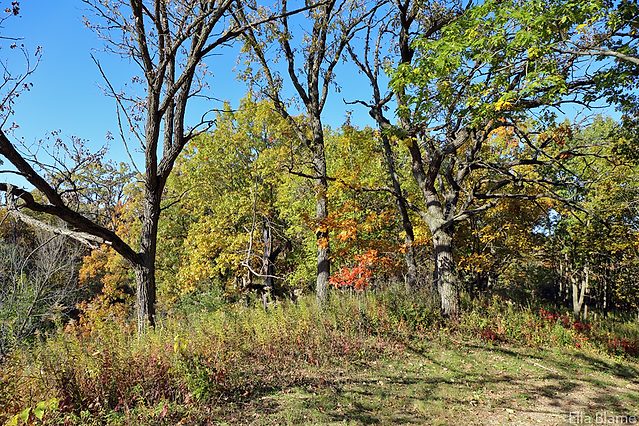 Wisconsin Forest Landscape in October