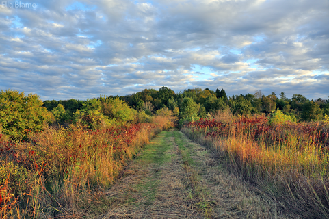 Wisconsin Nature Preserve Landscape with Clouds and Hiking Trail in September