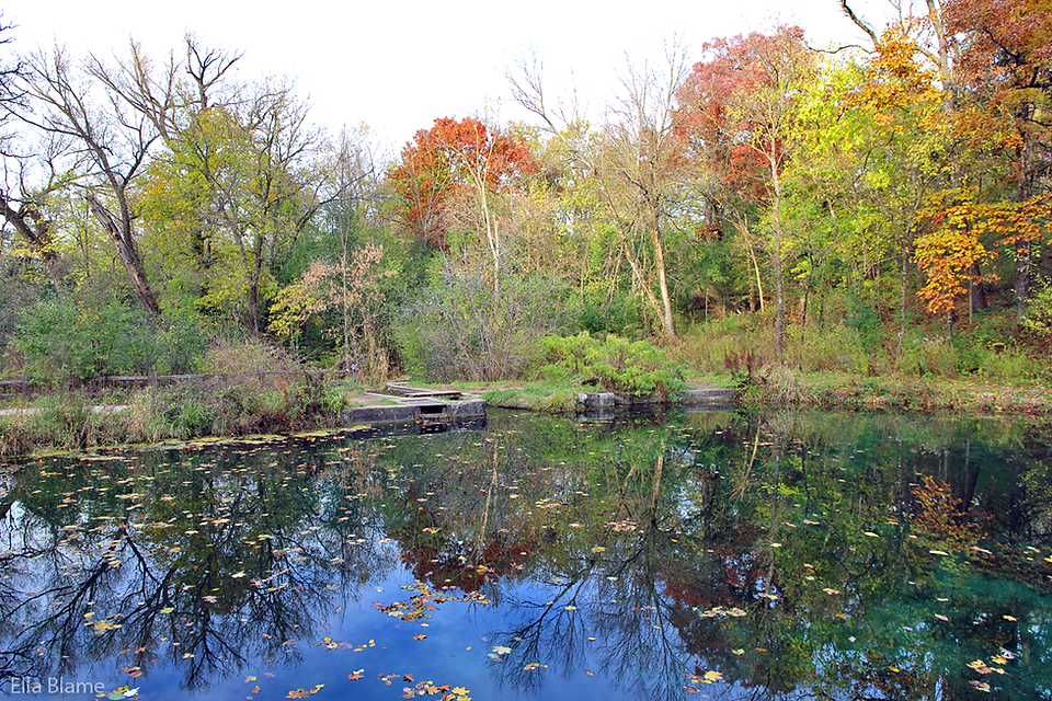Wisconsin Trees and Pond Reflections in October