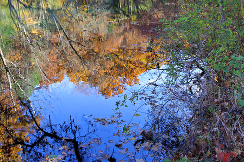 Wisconsin Nature Pond Reflections