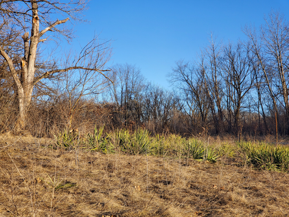 A Mild Day in February