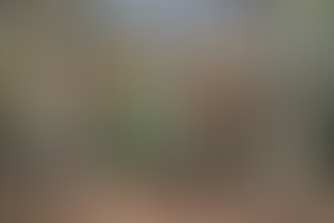 Wisconsin Forest Trees in October