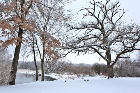 Winter Landscape with Trees in Wisconsin