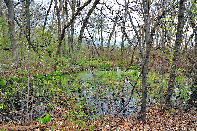 Wisconsin Nature Forest Landscape with Pond in May