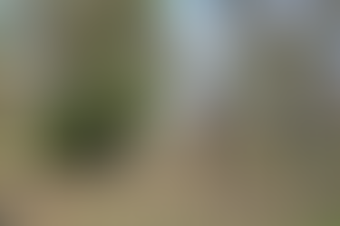 Aboretum Trees in April