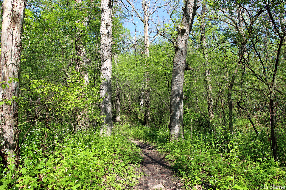Wisconsin Forest Hiking Trail in May
