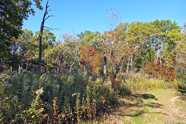 Wisconsin Forest Landscape with Hiking Trail in October