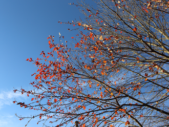 Late October Colors