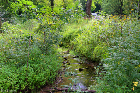 Wisconsin Nature Forest Creek