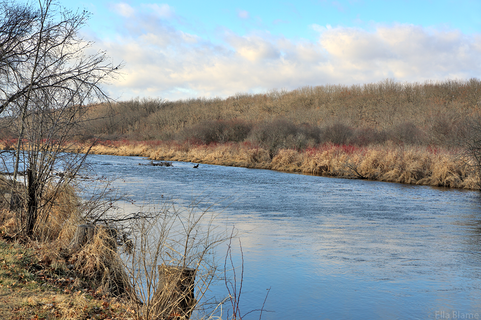Wisconsin Nature Area with Creek in January