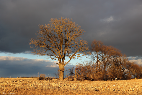 Wisconsin Countryside Farmland with Field and Clouds
