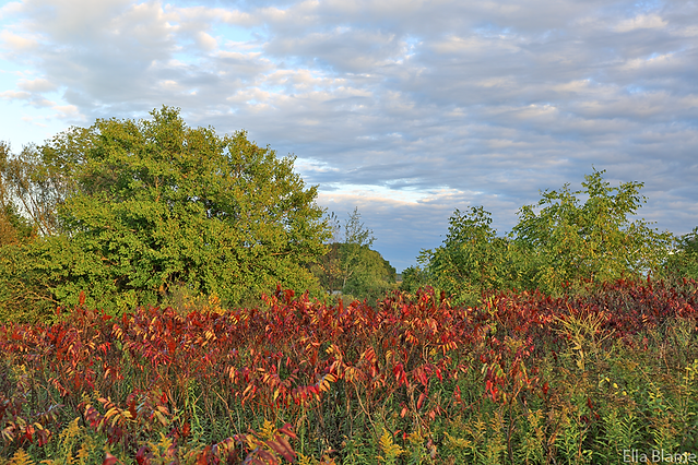 Wisconsin Nature Preserve Landscape with Clouds and Sumac in September
