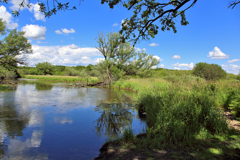 Wisconsin Landscape with Trees and Creek