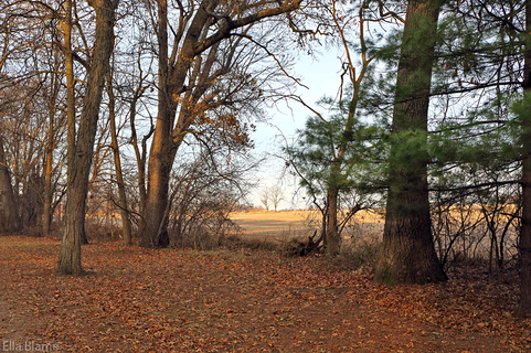Wisconsin Nature Park Landscape with Trees