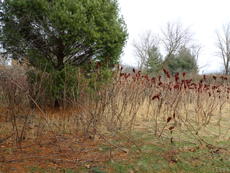 Snowless Winter Walk