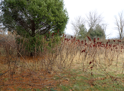 Snowless Winter Walk