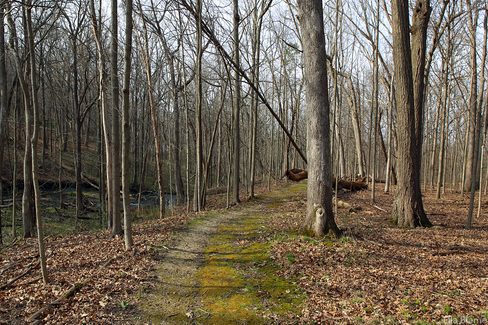 Wisconsin Forest Hiking Trail Landscape in April