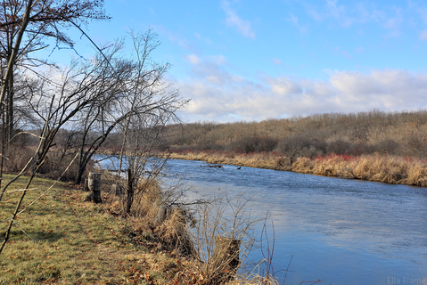 Wisconsin Nature Area with Creek in January