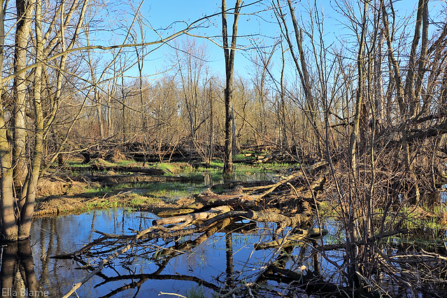 Illinois Landscape with Swampy Area and Trees