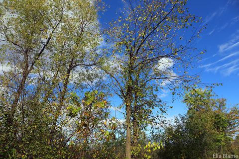 Wisconsin Nature Tree Tops in September