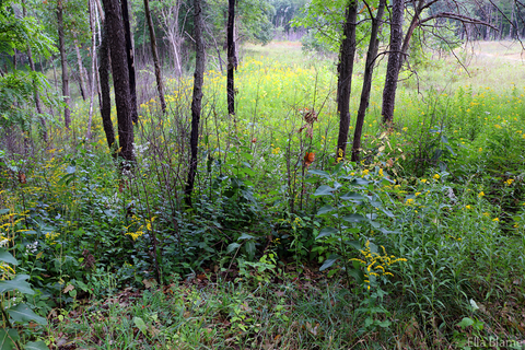 Wisconsin Nature Forest Plants in September