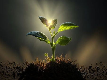 Inspiration from the seeds