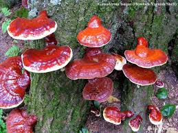 Ganoderma planta
