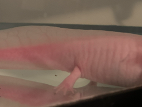 Everything You Need to Know to Prepare for an Axolotl