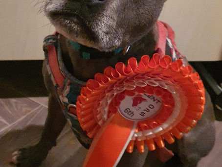 CLUB LEVEL TRIAL 18 Nov 23 Patch Dog Training, Comber