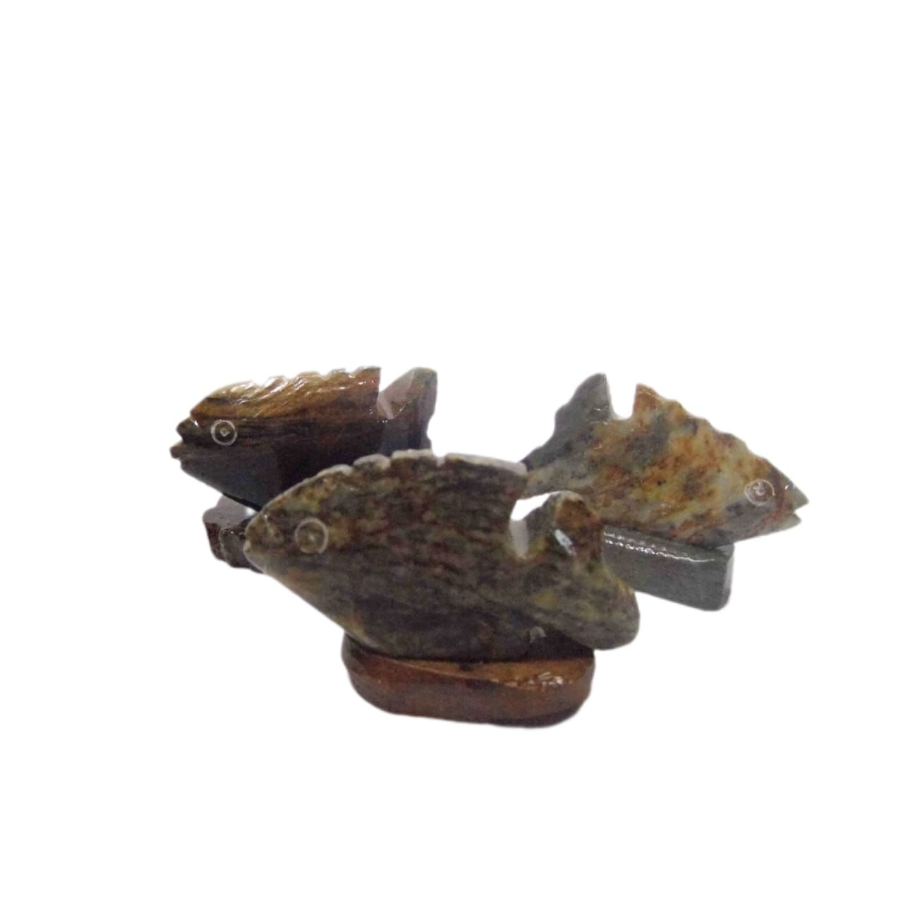 Barracudas en Piedra