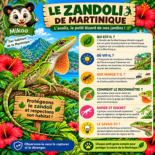 LE_ZANDOLI_800x800_300DPI.png