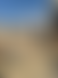 "ISSUES WITH THE WESTERN JOSHUA TREE"