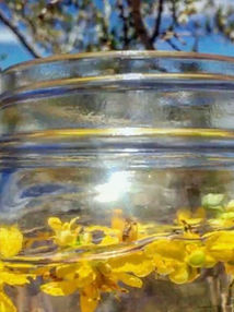 Larrea Vibrational Medicine - Creosote Bush