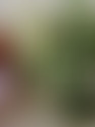 SPICY NETTLE OXYMEL Recipe