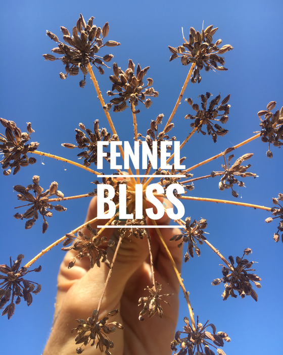 Guess what this tasty carminative is? This plant is Fennel, her fragrant blooms have that licorice p
