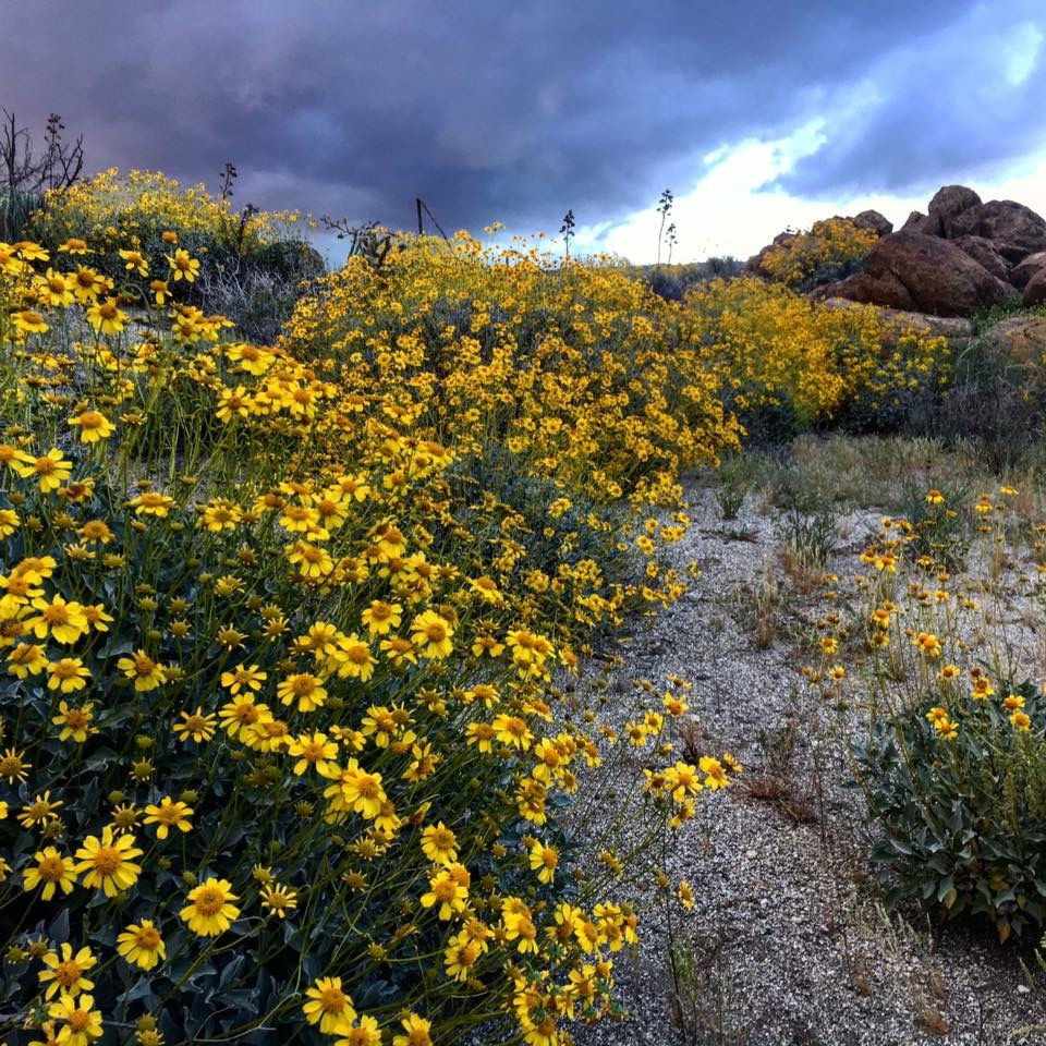 Meet a medicinal desert native, Brittlebush.