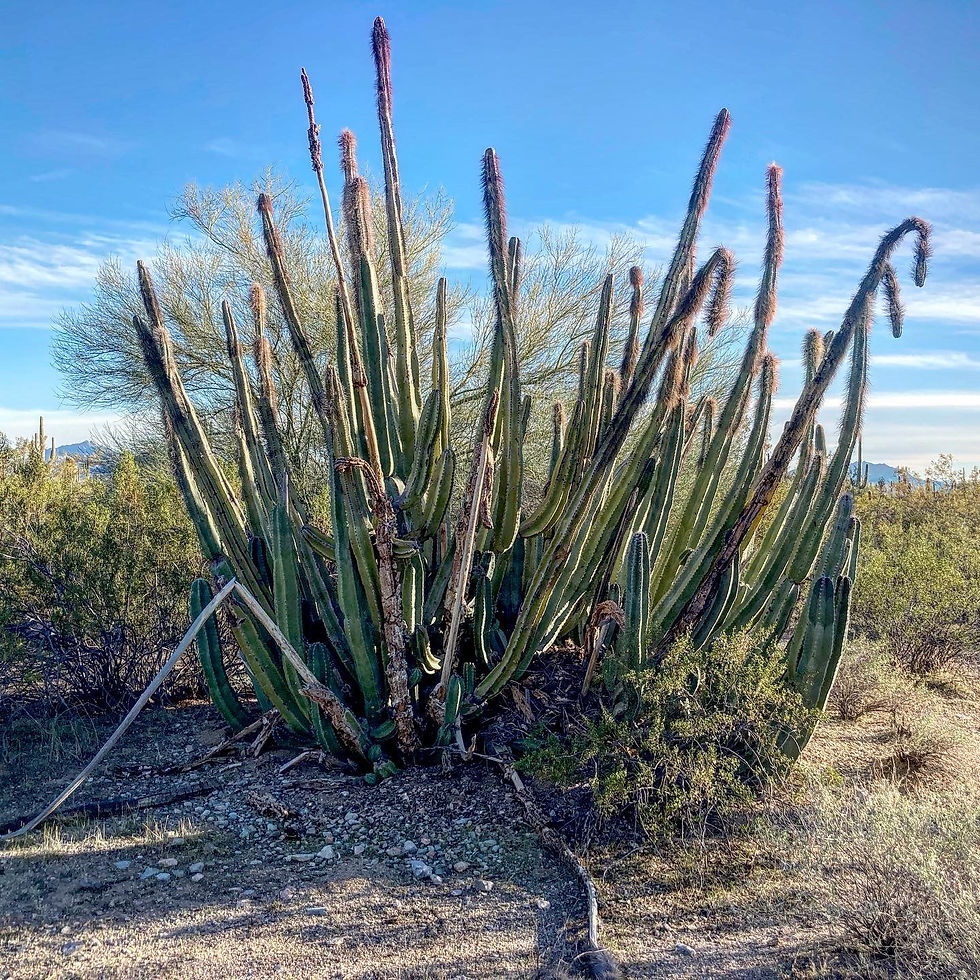 Keystone Species of the Sonoran Desert.