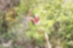 Big Red the big ape