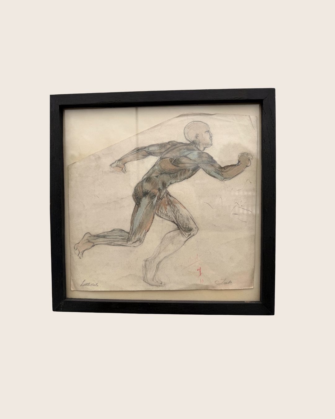 Anatomical Sketch by Elise Littledale