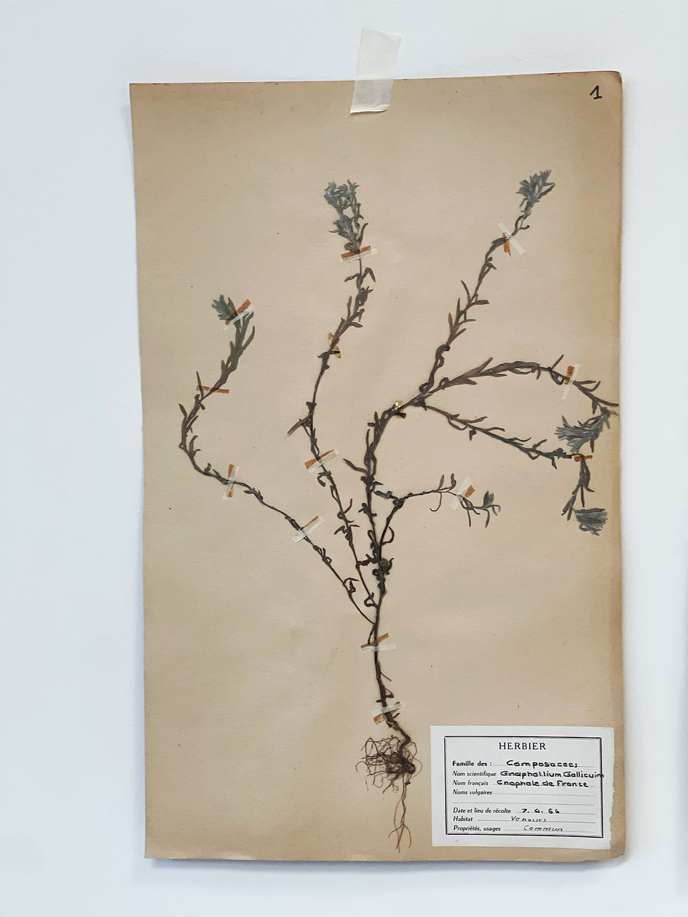 Vintage French Herbier No.6