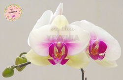 phalaenopsis 004