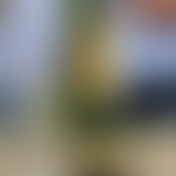 Champagne Krug Grand Cuvée NV (168 Edition)