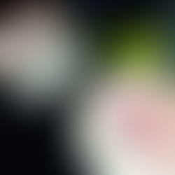 獺祭三割九分純米大吟釀