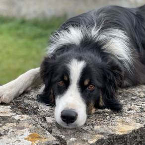 OIV MSc in Wine Management | Bourgogne & Jura 