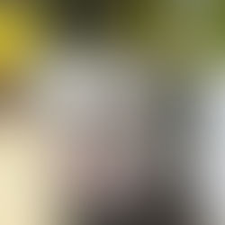 2013 Philippe Pacalet Bourgogne VV