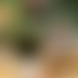 Domaine Leroy Vosne Romanée Aux Genaivrieres 2014