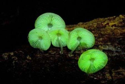 glow-in-the-dark-mushrooms.jpeg