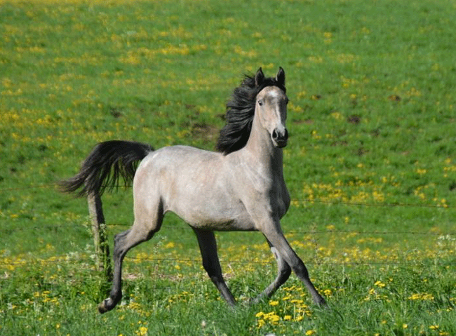 Fille de Simba du Barthas