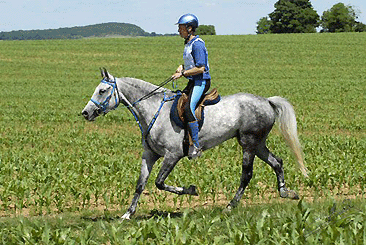 Mekmess du Barthas 3ème Championnat de Belgique CEI**, fils e Djin Lotois